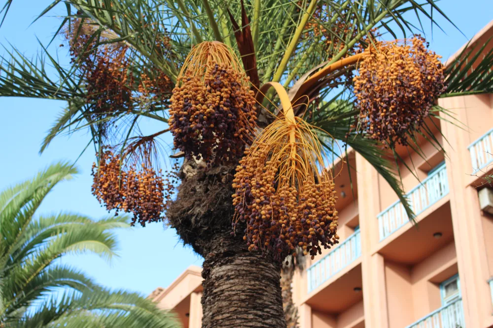Madinah Ajwa Dates: Virtue in the Sunnah and How to Recognize the Genuine Ones