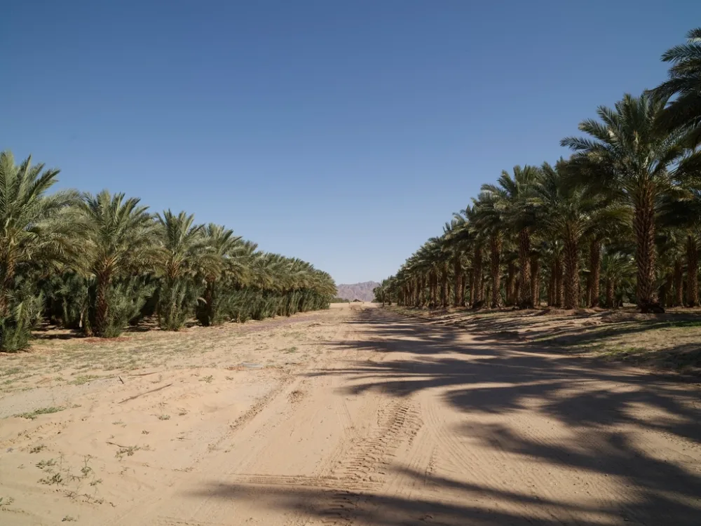 Kurma Ajwa Madinah Asli